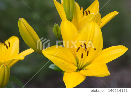 黄色の花弁が美しい百合の花 黄色の花弁が美しい百合の花 140314131