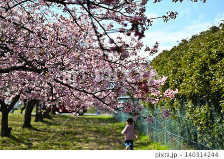 早春の河津桜 早春の河津桜 140314244