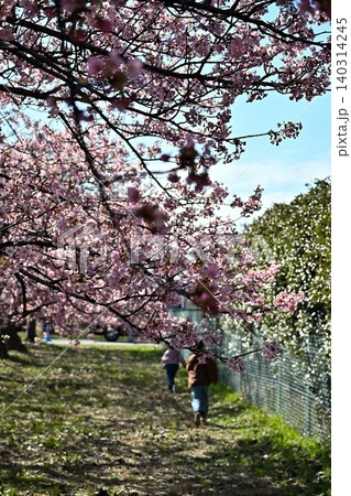 早春の河津桜 140314245