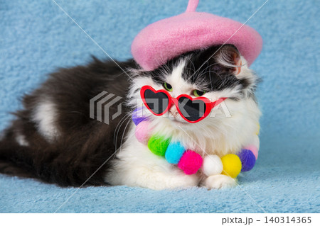 Portrait of a beautiful, funny black and white cat wearing a pink beret hat and necklace on a blue background. The cat with a rainbow plush collar and pink hat. The cat is wearing red heart-shaped 140314365