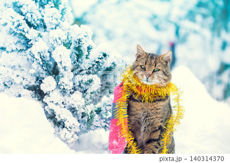 Portrait of a cat wearing scarf near snowy fir tree. Cat sitting outdoors in winter Portrait of a cat wearing scarf near snowy fir tree. Cat sitting outdoors in winter 140314370