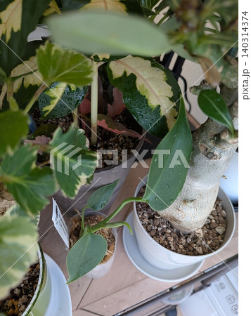 さまざまな観葉植物が織りなす、自然の豊かさを感じられる一枚です。手前から奥へと重なる葉の表情や、葉に 140314374