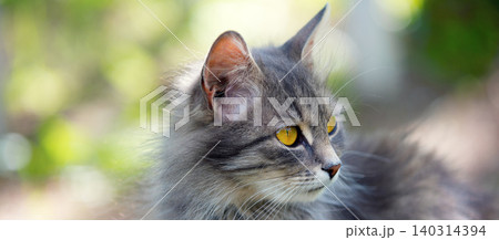 Portrait of siberian cat walking outdoor Portrait of siberian cat walking outdoor 140314394