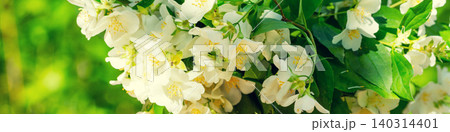 Jasmine flowers blossoming on the bush against sky Jasmine flowers blossoming on the bush against sky 140314401