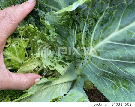 Hand Lifting Cabbage Leaf To Show Severe Pest Frass And Damage Holes Hand Lifting Cabbage Leaf To Show Severe Pest Frass And Damage Holes 140314502