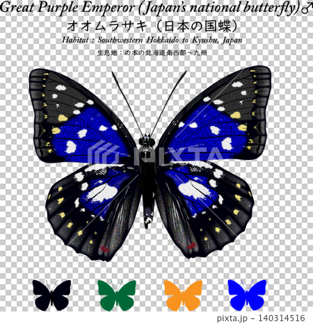 這是一幅精美的日本國蝶——紫蛺蝶(Sasakia charonda)的插圖,採用向量風格設計,白色背景上帶有圖標。 這是一幅精美的日本國蝶——紫蛺蝶(Sasakia charonda)的插圖,採用向量風格設計,白色背景上帶有圖標。 140314516