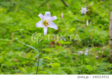 クリンソウ満開の花の森・四十八滝山野草花園 クリンソウ満開の花の森・四十八滝山野草花園 140314552