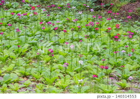 クリンソウ満開の花の森・四十八滝山野草花園 クリンソウ満開の花の森・四十八滝山野草花園 140314553