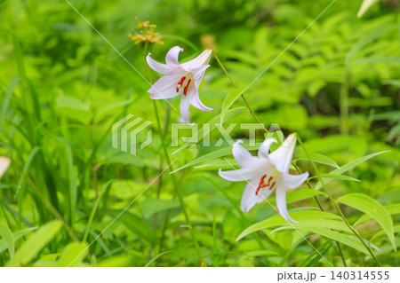 クリンソウ満開の花の森・四十八滝山野草花園 クリンソウ満開の花の森・四十八滝山野草花園 140314555