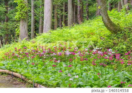 クリンソウ満開の花の森・四十八滝山野草花園 クリンソウ満開の花の森・四十八滝山野草花園 140314558
