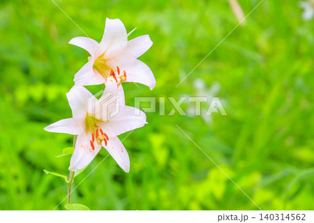 クリンソウ満開の花の森・四十八滝山野草花園 クリンソウ満開の花の森・四十八滝山野草花園 140314562