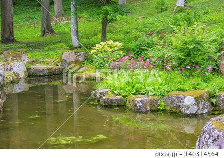 クリンソウ満開の花の森・四十八滝山野草花園 クリンソウ満開の花の森・四十八滝山野草花園 140314564