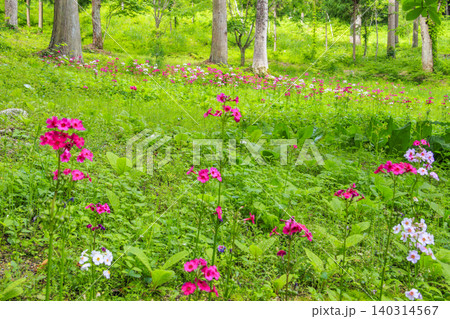 クリンソウ満開の花の森・四十八滝山野草花園 クリンソウ満開の花の森・四十八滝山野草花園 140314567