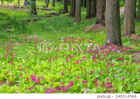クリンソウ満開の花の森・四十八滝山野草花園 クリンソウ満開の花の森・四十八滝山野草花園 140314568
