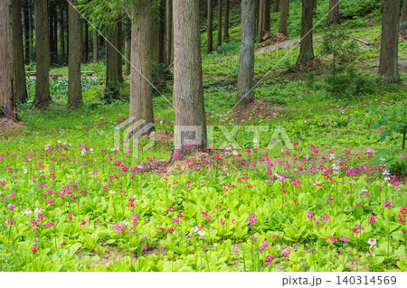 クリンソウ満開の花の森・四十八滝山野草花園 クリンソウ満開の花の森・四十八滝山野草花園 140314569