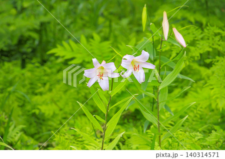 クリンソウ満開の花の森・四十八滝山野草花園 クリンソウ満開の花の森・四十八滝山野草花園 140314571