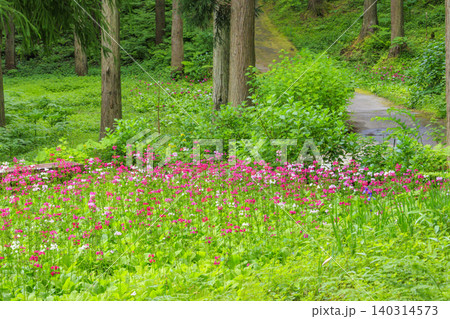 クリンソウ満開の花の森・四十八滝山野草花園 クリンソウ満開の花の森・四十八滝山野草花園 140314573