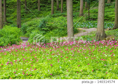 クリンソウ満開の花の森・四十八滝山野草花園 クリンソウ満開の花の森・四十八滝山野草花園 140314574