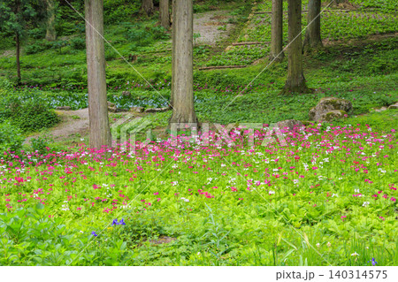 クリンソウ満開の花の森・四十八滝山野草花園 クリンソウ満開の花の森・四十八滝山野草花園 140314575