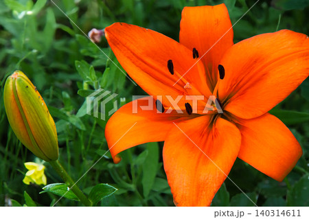 オレンジ色が鮮やかなスカシユリの花 オレンジ色が鮮やかなスカシユリの花 140314611