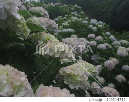 白い紫陽花 白い紫陽花 140314713