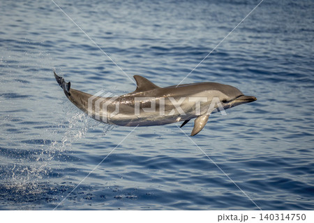 happy striped dolphin jumping in ligurian mediterranean sea pelagos sanctuary 140314750