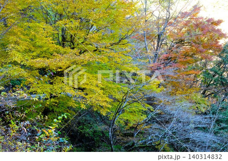 【神奈川県】紅葉した晩秋の森 【神奈川県】紅葉した晩秋の森 140314832
