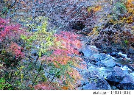 【神奈川県】紅葉した早戸川渓谷 【神奈川県】紅葉した早戸川渓谷 140314838