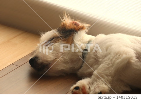 ジャックラッセルテリアの子犬(寝顔) ジャックラッセルテリアの子犬(寝顔) 140315015