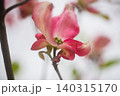 紅いハナミズキの花 140315170