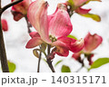紅いハナミズキの花 140315171
