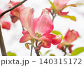 紅いハナミズキの花 140315172