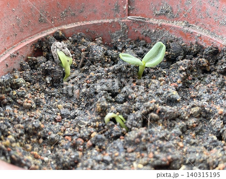Young Sunflower Seedlings Emerging From Soil In Plastic Pot 140315195