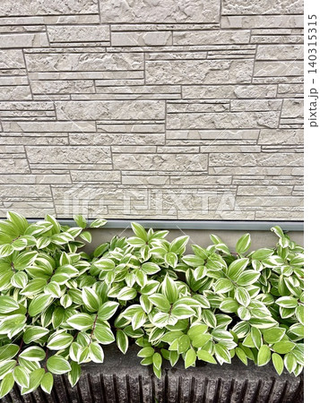 観葉植物が咲く家の壁 観葉植物が咲く家の壁 140315315