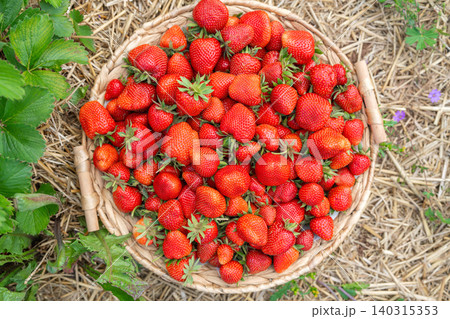 High angle shot of a round wicker basket full of freshly picked ripe red strawberries on dry straw mulch. A vibrant green strawberry leaf borders the left side of the frame. High angle view of High angle shot of a round wicker basket full of freshly picked ripe red strawberries on dry straw mulch. A vibrant green strawberry leaf borders the left side of the frame. High angle view of 140315353
