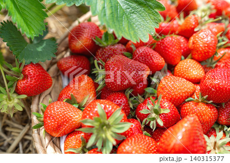 Macro shot of freshly harvested ripe red strawberries piled in a wicker basket. A vibrant green strawberry leaf shines in the upper corner under bright natural sunlight Macro shot of freshly harvested ripe red strawberries piled in a wicker basket. A vibrant green strawberry leaf shines in the upper corner under bright natural sunlight 140315377