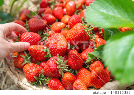 Close up of a womans hand displaying a single large, perfect ripe red strawberry held in fingers. In the background, a massive heap of freshly harvested sweet berries is blurred Close up of a womans hand displaying a single large, perfect ripe red strawberry held in fingers. In the background, a massive heap of freshly harvested sweet berries is blurred 140315385