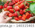 Detailed view of human fingers holding a fresh sweet organic strawberry over a heap of harvested berries in a woven container. Perfect for healthy food and farming themes, Close up of person choosing 140315403