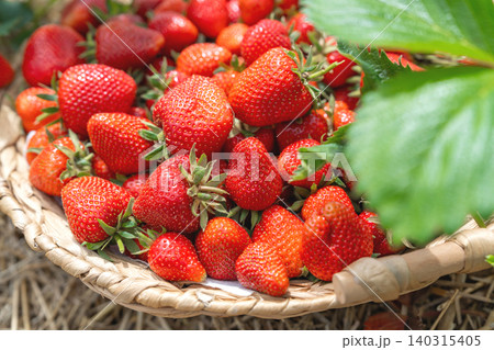 Close up shot of a rustic wicker basket filled to the brim with bright red ripe strawberries. A large green plant leaf borders the right side of the frame in outdoor daylight 140315405