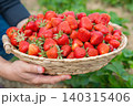 Bountiful harvest of organic sweet strawberries in a basket carried by a worker. Bright red berries captured outdoors with a blurry background of a green rural plantation in summer 140315406