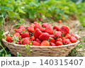 Medium long shot of a rustic woven basket overflowing with fresh red strawberries. The container sits on dry straw with a lush green strawberry plantation in the background 140315407