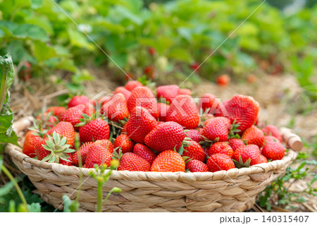 Medium long shot of a rustic woven basket overflowing with fresh red strawberries. The container sits on dry straw with a lush green strawberry plantation in the background 140315407
