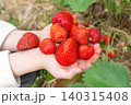 Close up of a child's open palms holding a large handful of freshly picked big red ripe strawberries. The background shows blurry green leaves and dry straw mulch in the garden 140315408