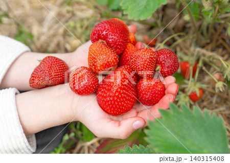 Close up of a child's open palms holding a large handful of freshly picked big red ripe strawberries. The background shows blurry green leaves and dry straw mulch in the garden Close up of a child's open palms holding a large handful of freshly picked big red ripe strawberries. The background shows blurry green leaves and dry straw mulch in the garden 140315408