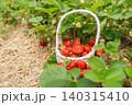 Harvesting organic summer fruits on a local eco farm. A small woven bucket with a handle is placed on yellow hay mulch among growing green strawberry bushes outside. Close up of a small decorative 140315410