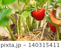 Close up shot of a domestic strawberry plant with a single large, perfect red ripe berry hanging on a branch over organic dry straw mulch in the garden bed 140315411
