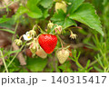 Macro shot of a strawberry plant branch featuring one vibrant red ripe berry, small green unripe fruits, and a white blossom flower. The plant grows among green leaves 140315417