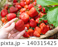 Demonstration of a fresh delicious giant strawberry collected on an eco farm. A female hand holds the raw sweet berry under bright natural daylight during harvest season, Close up of a womans hand 140315425