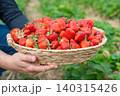 Bountiful harvest of organic sweet strawberries in a basket carried by a worker. Bright red berries captured outdoors with a blurry background of a green rural plantation in summer. Bountiful harvest 140315426