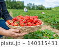 Close up of male hands holding a heavy wicker basket overflowing with freshly picked ripe red strawberries. The farmer stands in a green agricultural field under bright daytime light 140315431